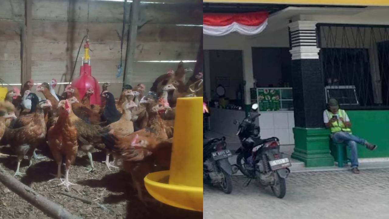Dugaan Penipuan Konsumen Salah Satu Rumah Makan di Kendari, Menu Ayam Kampung Ternyata Diberi Ayam Pejantan