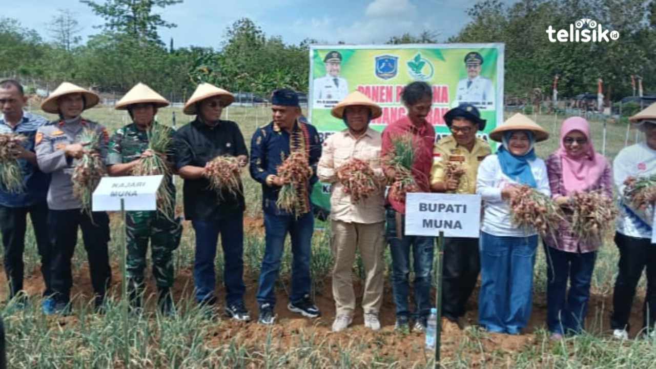Kabupaten Muna Panen Perdana Bawang Merah, Bupati Bachrun Labuta Jadikan Desa Watondo Pusat Penangkaran