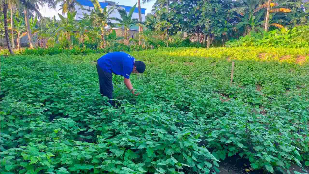 Sempat Tembus Rp 2 Juta/Kg Sebelum Anjlok, Petani Nilam di Muna Barat Keluhkan Biaya Produksi