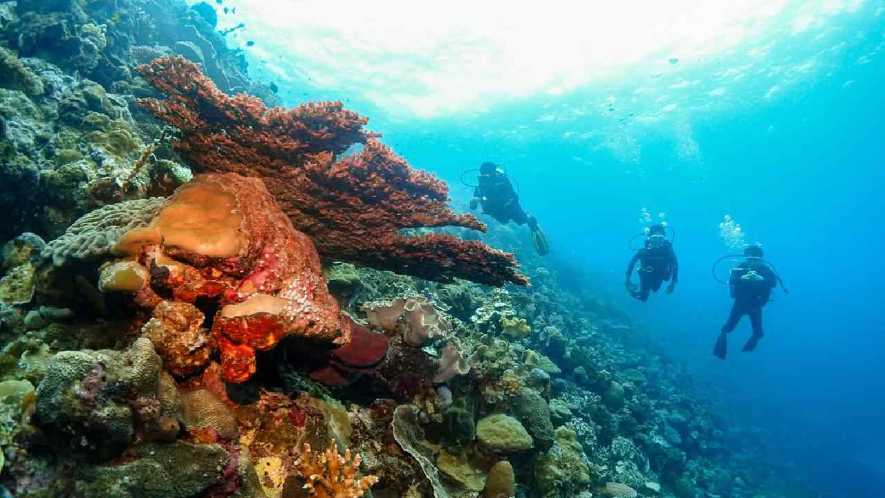 Wakatobi Wave 2025: Ini Rekomendasi 4 Spot Diving Sayang Dilewatkan Pengunjung