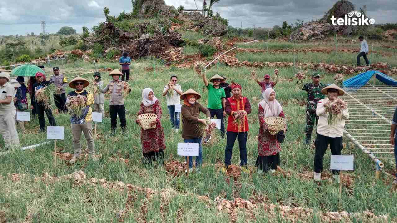 Bawang Merah Tumbuh Subur di Pegunungan Batu Muna, Bupati Janji Bangun Embung