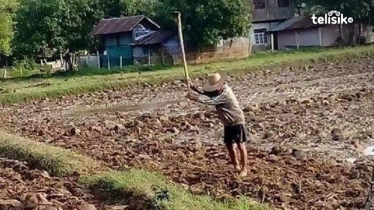 Kisah Sutinurdin, Pria yang Sudah 30 Tahun Sebagai Petani Padi