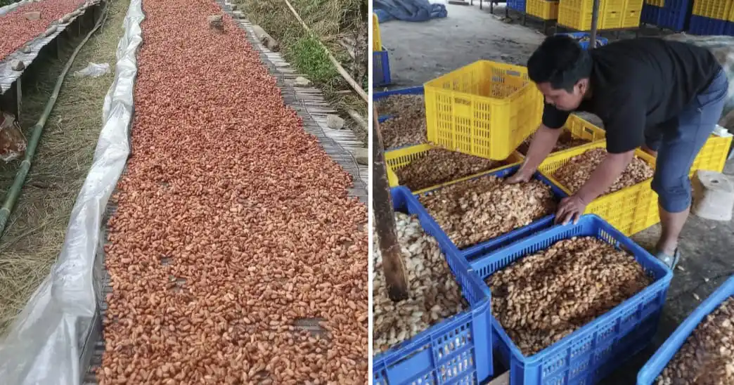 Petani Kolaka Utara Resah Harga Kakao Kering Anjlok, Biji Basah Tak Laku Lagi
