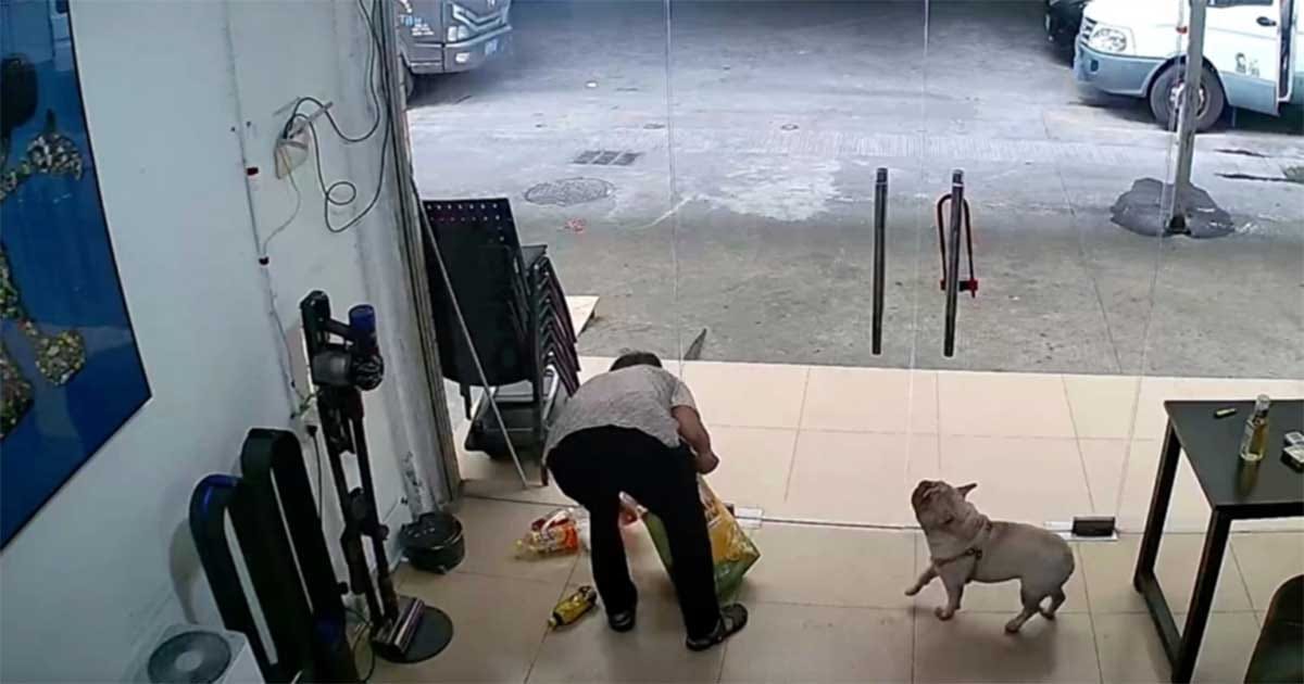 Unik: Anjing di China Raup Rp 21 Juta dari Mengumpulkan Botol Plastik Bekas