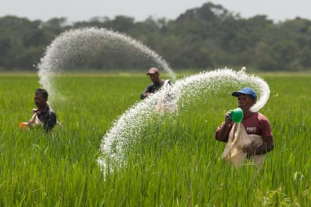 Harga Nasional Pupuk Urea dan NPK Resmi Turun 20 Persen, Berikut Rinciannya