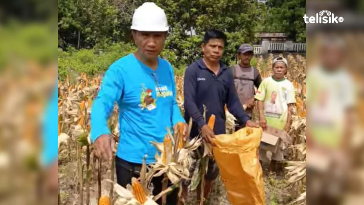 Pemkab Muna Sasar Tiga Kecamatan Realisasikan Program Perluasan Lahan Jagung