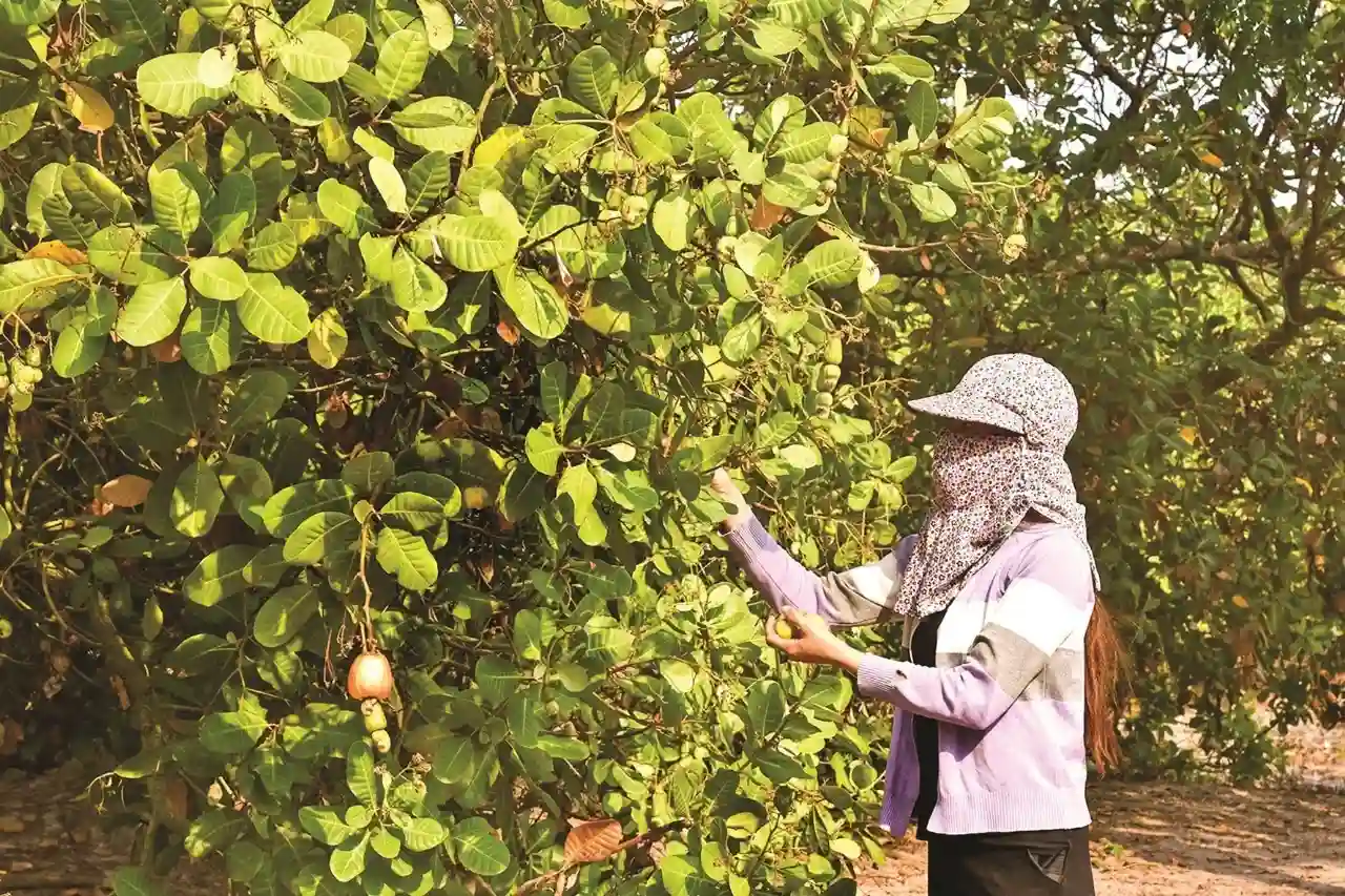 Perubahan Iklim Ancam Pertanian Wawonii, Investasi Dianggap jadi Harapan Baru Ekonomi Konawe Kepulauan