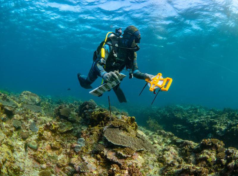 Temuan Langka di Laut Australia, Hiu Bersinar dan Kepiting Porselen Masuk Daftar Spesies Baru