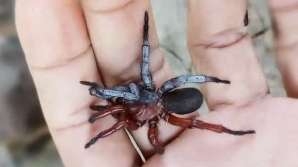 Unik: Laba-laba Ini Punya Dua Jenis Kelamin