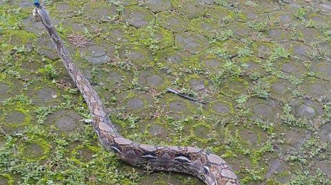 Ular Piton 5 Meter Ditangkap usai Mangsa Ayam di Muna Barat  