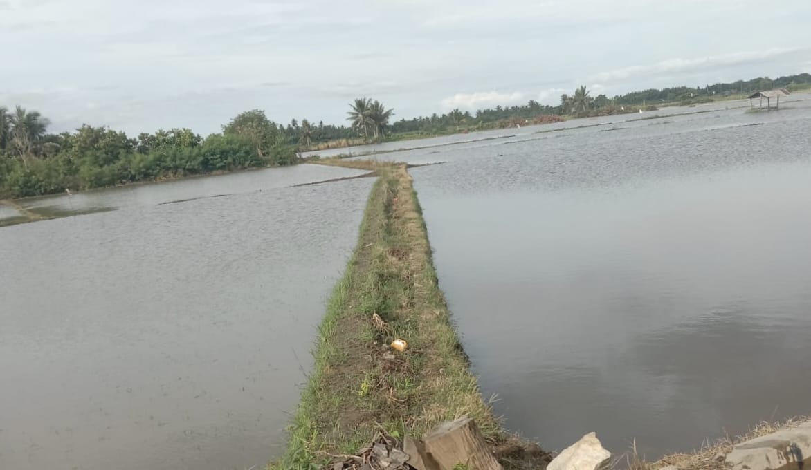 Hujan Lebat Rendam Puluhan Hektare Sawah di Kolaka Utara, Petani Terancam Gagal Tanam