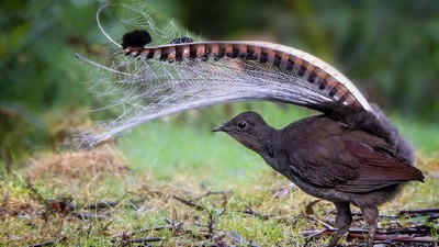 Unik: Burung Lyrebird Bisa Tiru Suara Hewan Lain hingga Bayi Menangis