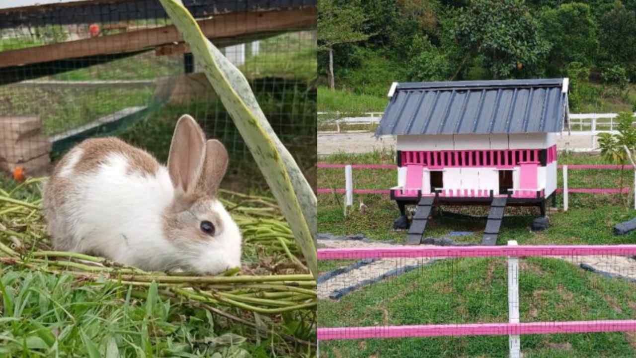 Agrowisata California  Hadirkan Taman Kelinci Pertama di Sultra dan Aula Kapasitas Besar