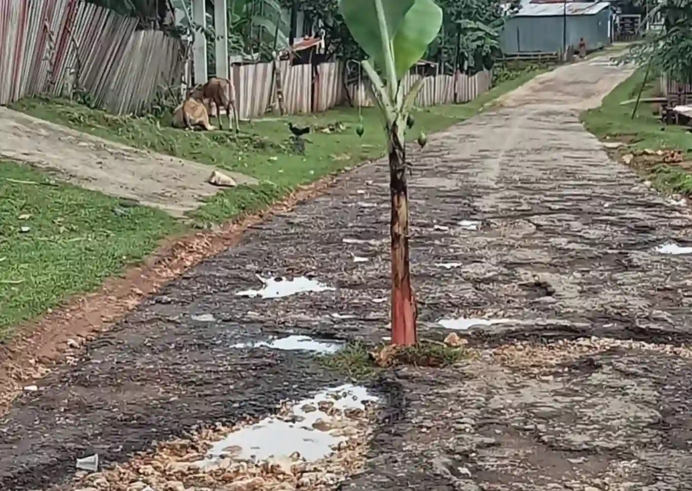Poros Jalan Mantobua-Korihi yang Ditanami Pisang Keciprat Dana Rp 400 Juta