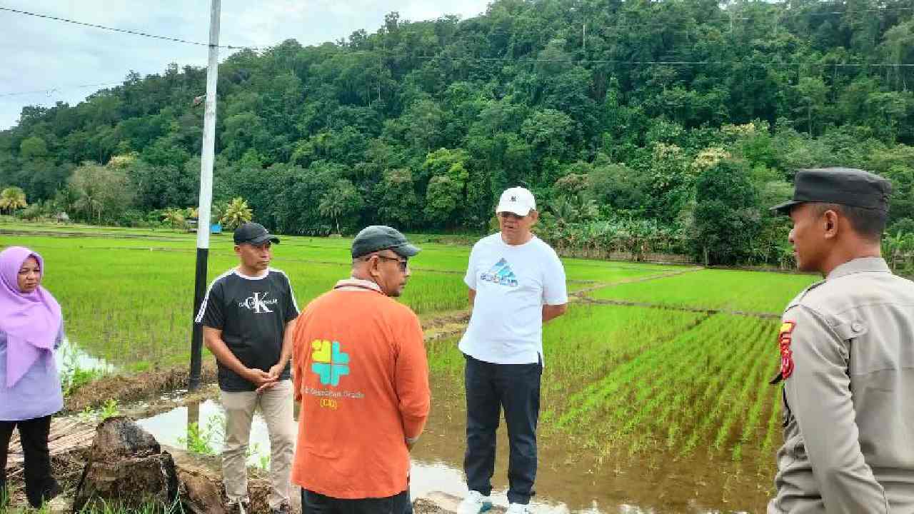 Banjir Rendam Sawah di Bungi, Pemkot Baubau Segera Normalisasi Irigasi