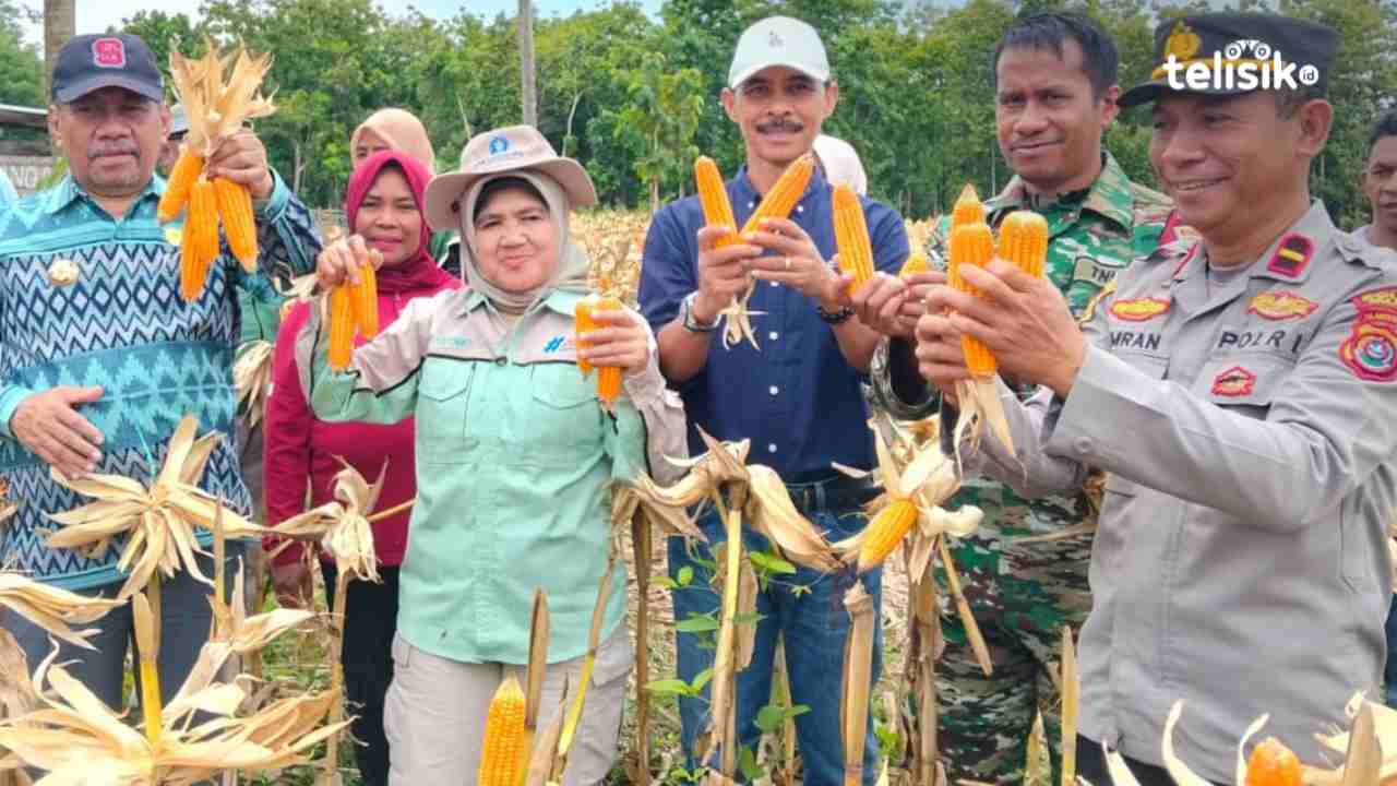 Bupati Muna Bangga Wartawan Bisa Panen Jagung 2 Ton dan Ajak Masyarakat Tak Gengsi Bertani