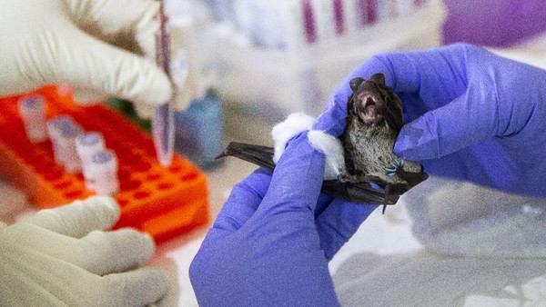 Heboh Virus Nipah Kembali Muncul di India, Pandemi Baru Mengintai Asia