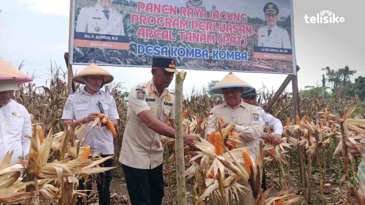 Jagung Kuning Primadona di Muna dan Pemkab Perluas Areal Tanam
