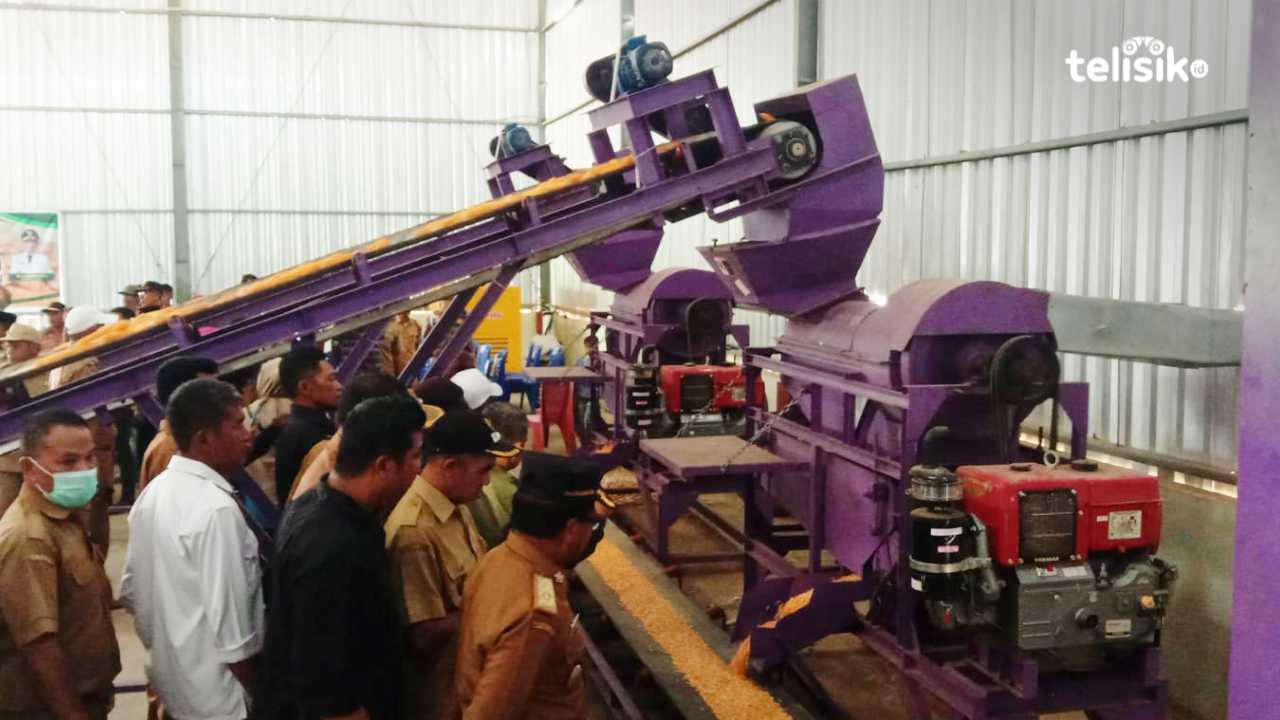 Pabrik Milik Pemkab Muna Mulai Olah Jagung yang Diserap Bulog Raha