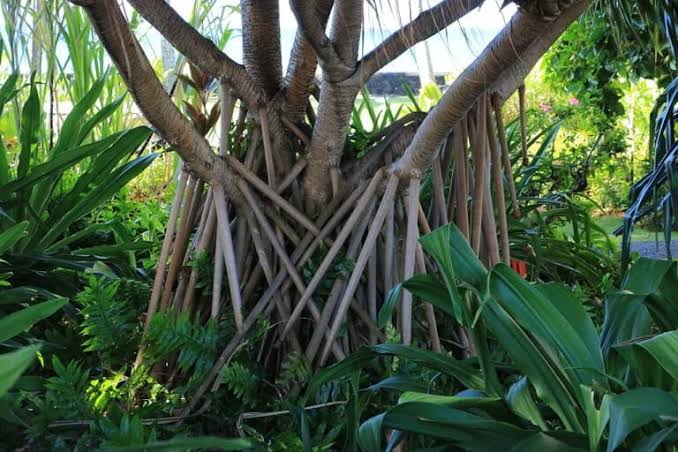 Unik: Pohon Ajaib Hutan Amazon Ini Bisa Berjalan dengan Sendirinya