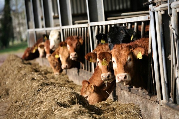 Hukum Najis Tempat yang Diinjak Hewan Setelah Buang Kotoran Lalu Bermain di Situ, Ini Penjelasan Ulama