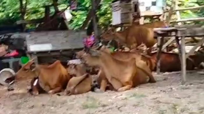 Pencurian Sapi di Bombana Masih Terjadi, Terakhir 7 Ekor di Desa Laea dengan Kerugian Rp 60 Juta