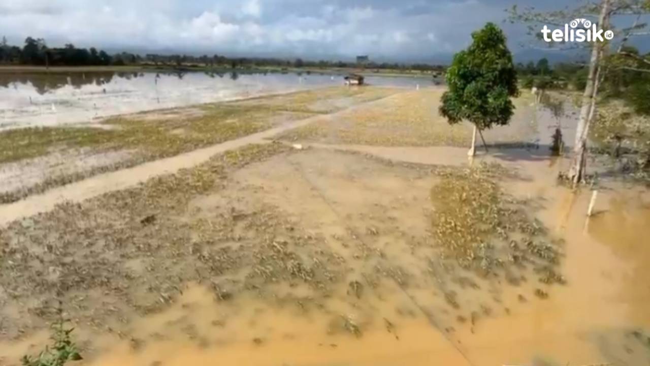 25 Hektare Sawah di Amohalo Kendari Tenggelam, Terancam Gagal Panen