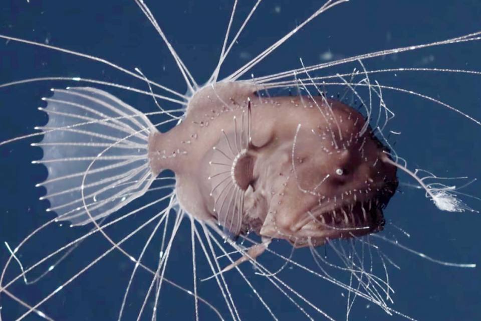 Keunikan Reproduksi Ikan Anglerfish: Saat Jantan Menjadi 'Parasit Seksual' Selamanya