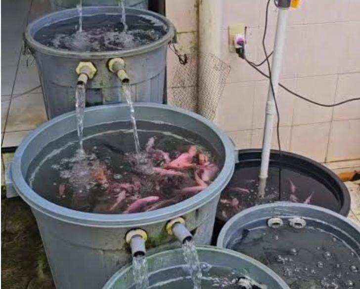 Peluang Usaha: Budikdamber Menjanjikan hanya Modal Rp 300 Ribu