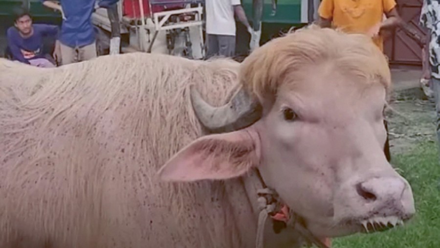 Unik: Sapi Albino Mirip Donald Trump Bikin Geger Jelang Idul Adha