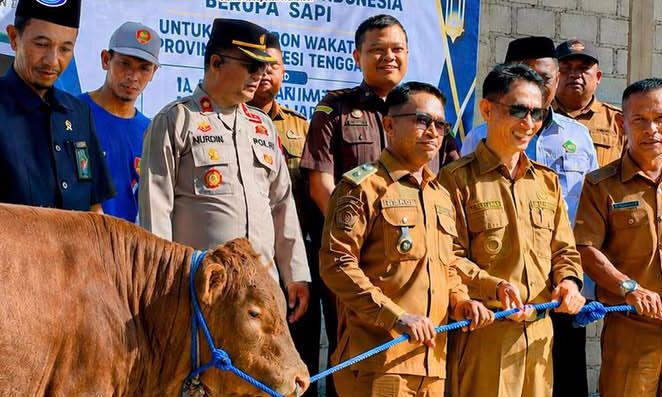 Wakatobi Kebagian Sapi Limosin 1,4 Ton dari Presiden Prabowo untuk Kurban Idul Adha 2026