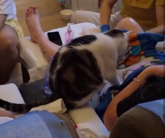 Unik: Pertama di Dunia, Spa di Hong Kong Ini Tawarkan Cat Massage