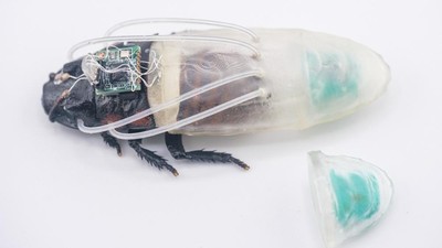Ilmuwan Jepang Ciptakan Cyborg Kecoa, Bisa Menyelam hingga 3 Jam