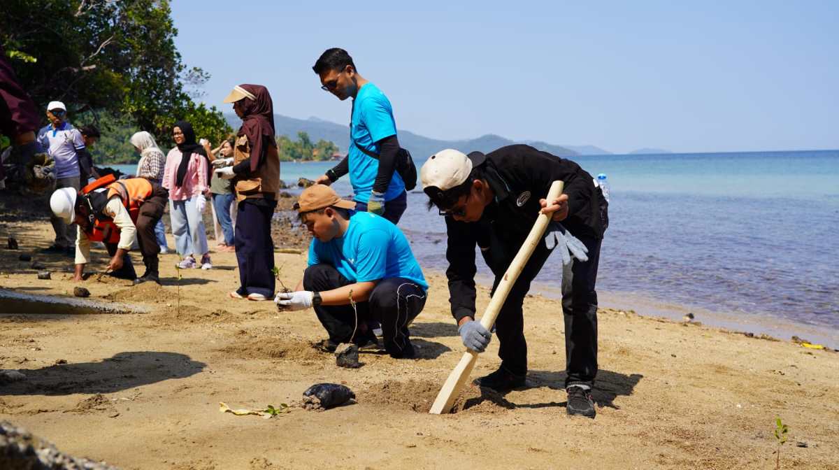 PT Vale Turun ke Pesisir Luwu Timur Tanam Mangrove dan Transplantasi 200 Lamun