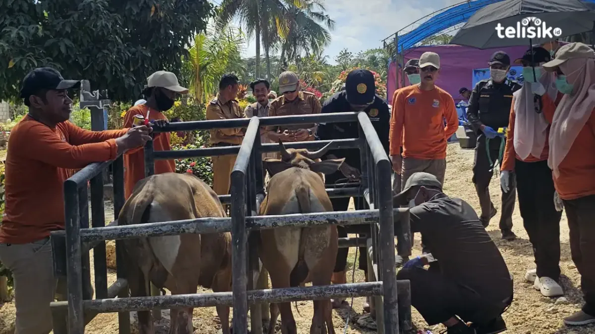Cegah Penyakit Hewan, Disnak Muna Gelar Pelayanan Kesehatan Massal
