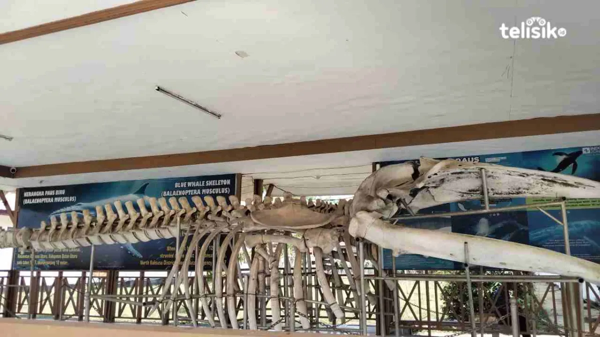 Kerangka Paus Biru 12 Meter Terdampar di Buton Utara 1997 Terawat Rapi di Museum Sulawesi Tenggara