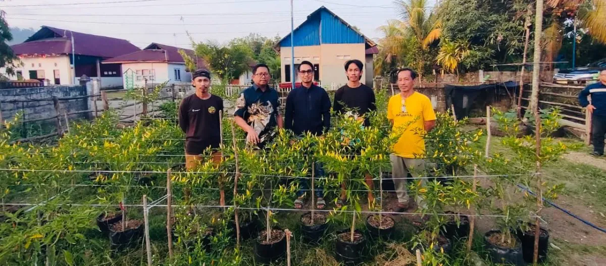 Program Mandiri Pangan ANTAM Bantu Petani Kembangkan Usaha, Warga Konawe Utara Bisa Hasilkan Ratusan Kilogram Cabai