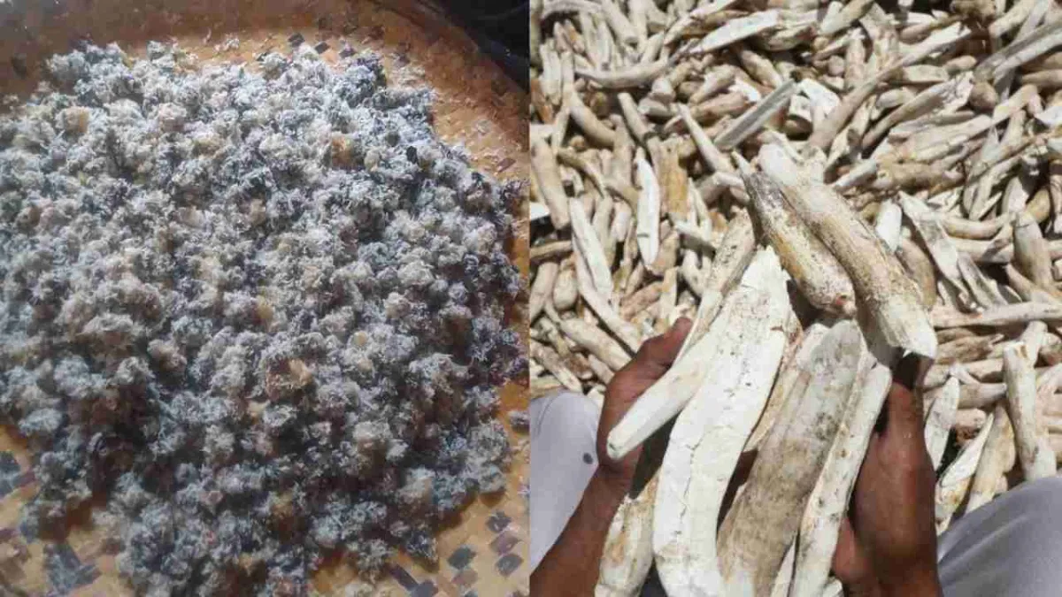 Warna Berubah Kehitaman sebelum Dimasak, Begini Rahasia Pengolahan Kabuto Khas Muna